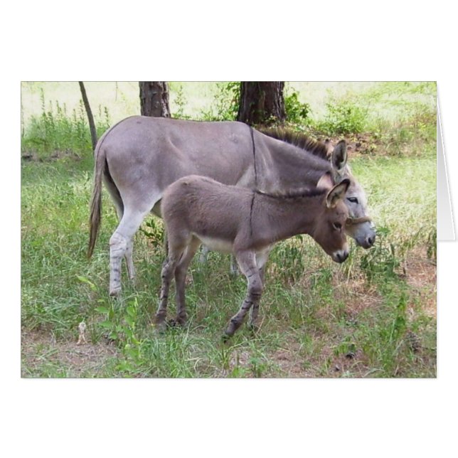 Donkey Zonkey-kort Hälsningskort (Framsidan Horizontal)