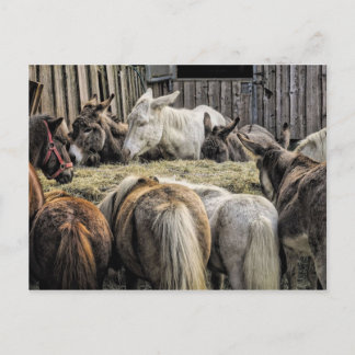 Donkey's of the Round Bord Vykort