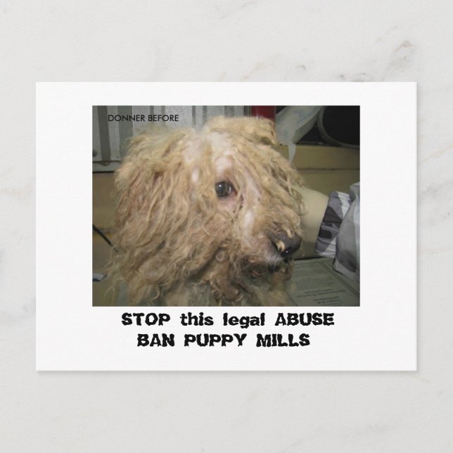 DonnerBichon12-10-08 (42), STOPPA denna lagliga AB Vykort (Framsida)