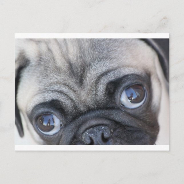 Doobie's Ögon Vykort (Framsida)