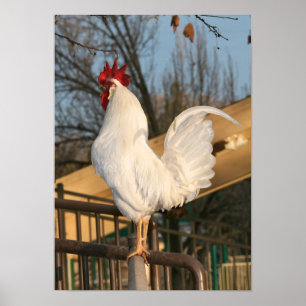 ’Doodle Do’, Bantam Tupp Poster