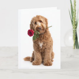Doodle Dog Valentine Kort