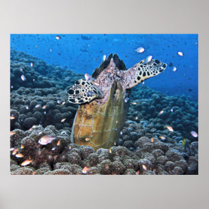 Doofy Turtle Poster