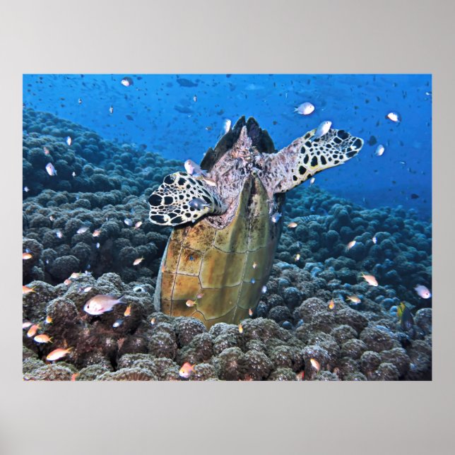 Doofy Turtle Poster (Framsidan)