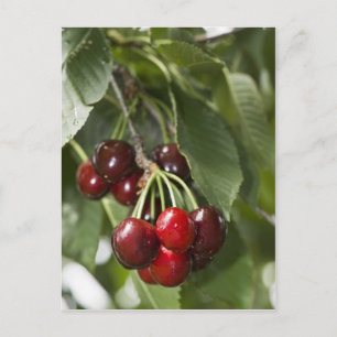 Door Land Cherries Vykort