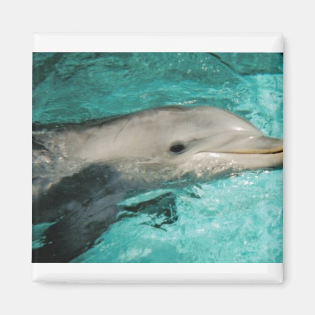 Dophin Blue Sea Ocean Magnet (Framsidan)