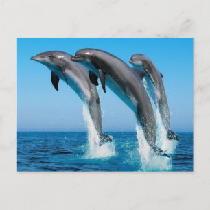 Dophins-hopping Vykort