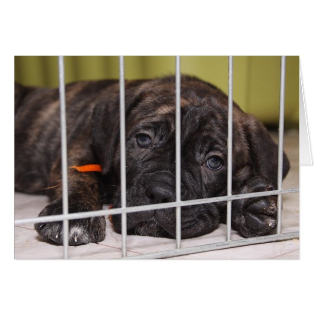 Doppor är grå OBS kort (Framsidan Horizontal)