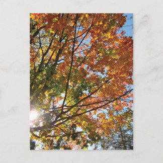 Dor County Fall Vykort