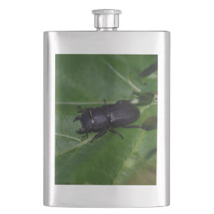 Dorcus parallelipipedus, den mindre ekoxbaggen fickplunta