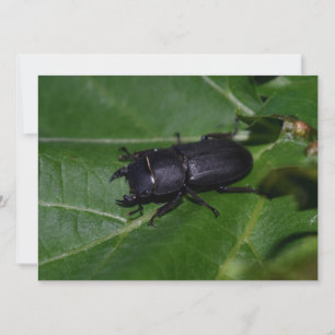 Dorcus parallelipipedus , den mindre stamskalbagge