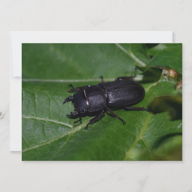 Dorcus parallelipipedus , den mindre stamskalbagge (Framsida)