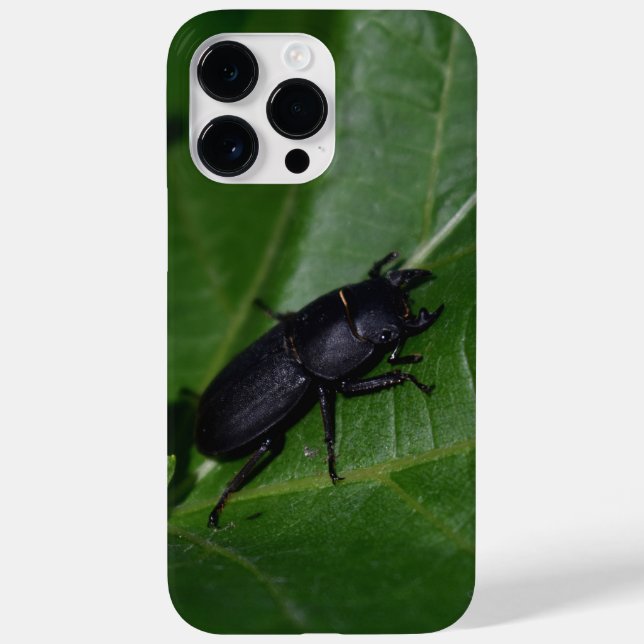 Dorcus parallelipipedus , den mindre stamskalbagge (Baksida)