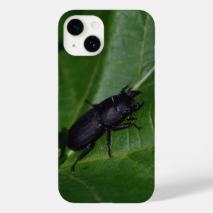 Dorcus parallelipipedus , den mindre stamskalbagge