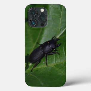 Dorcus parallelipipedus , den mindre stamskalbagge