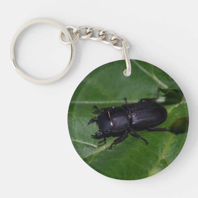Dorcus parallelipipedus , den mindre stamskalbagge (Framsidan)