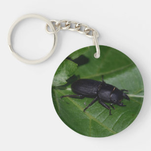 Dorcus parallelipipedus , den mindre stamskalbagge