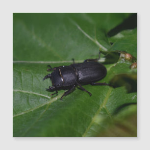 Dorcus parallelipipedus , den mindre stamskalbagge
