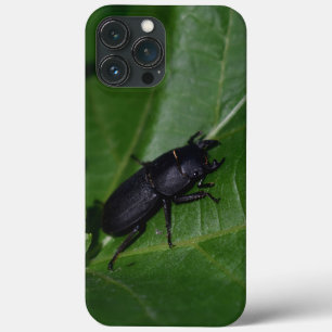 Dorcus parallelipipedus , den mindre stamskalbagge