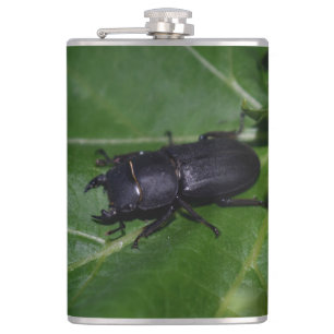 Dorcus parallelipipedus , den mindre stamskalbagge fickplunta