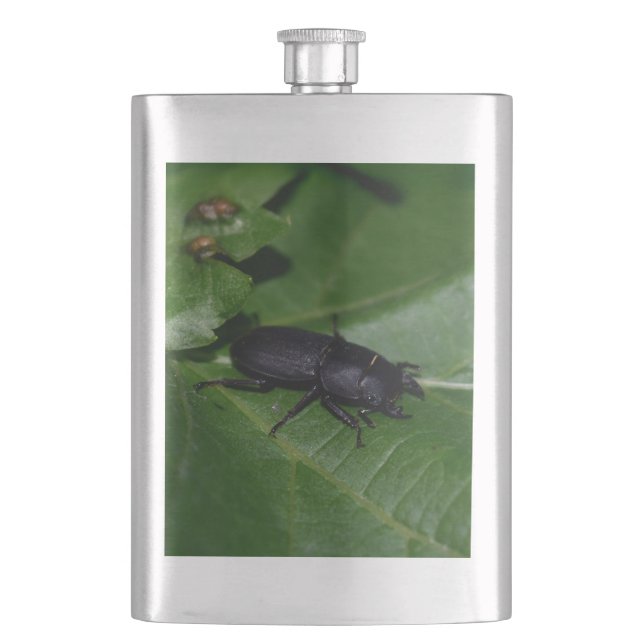 Dorcus parallelipipedus , den mindre stamskalbagge fickplunta (Framsidan)