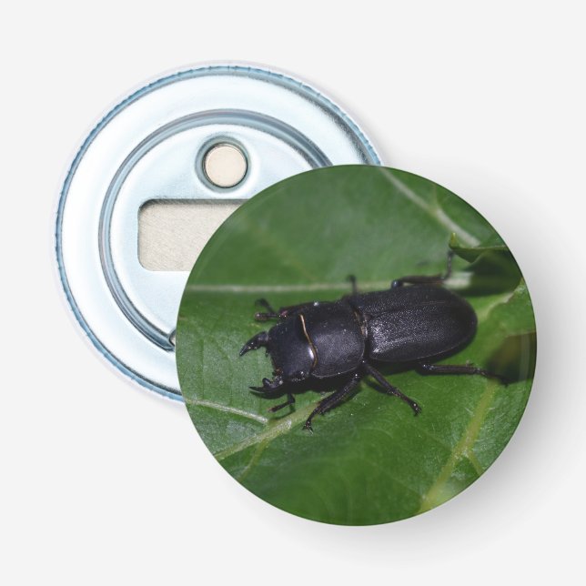 Dorcus parallelipipedus , den mindre stamskalbagge flasköppnare (Framsidan)