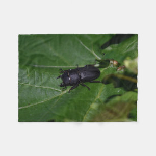 Dorcus parallelipipedus , den mindre stamskalbagge fleecefilt
