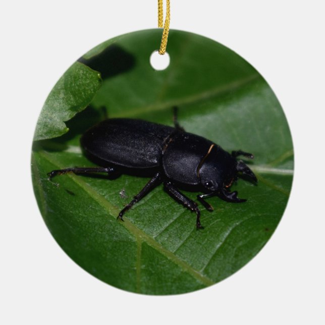 Dorcus parallelipipedus , den mindre stamskalbagge julgransprydnad keramik (Framsidan)