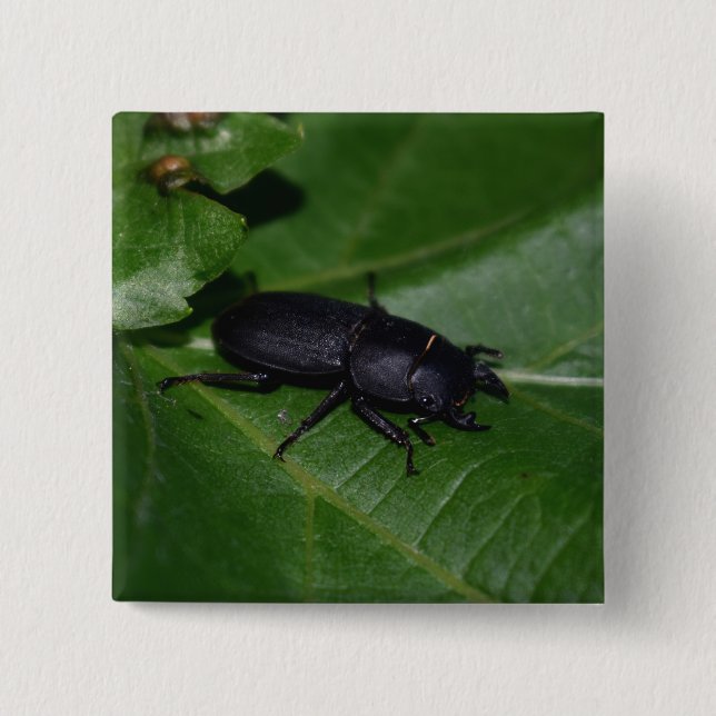 Dorcus parallelipipedus , den mindre stamskalbagge knapp (Framsida)