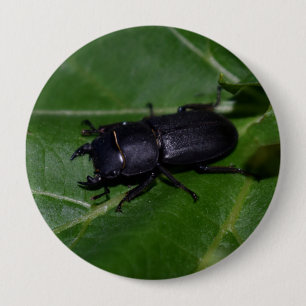 Dorcus parallelipipedus , den mindre stamskalbagge knapp