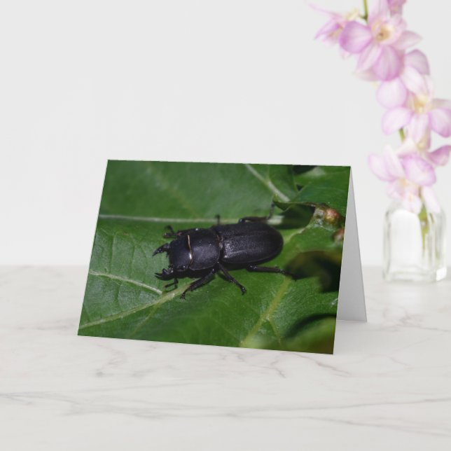 Dorcus parallelipipedus , den mindre stamskalbagge kort (Orkide)