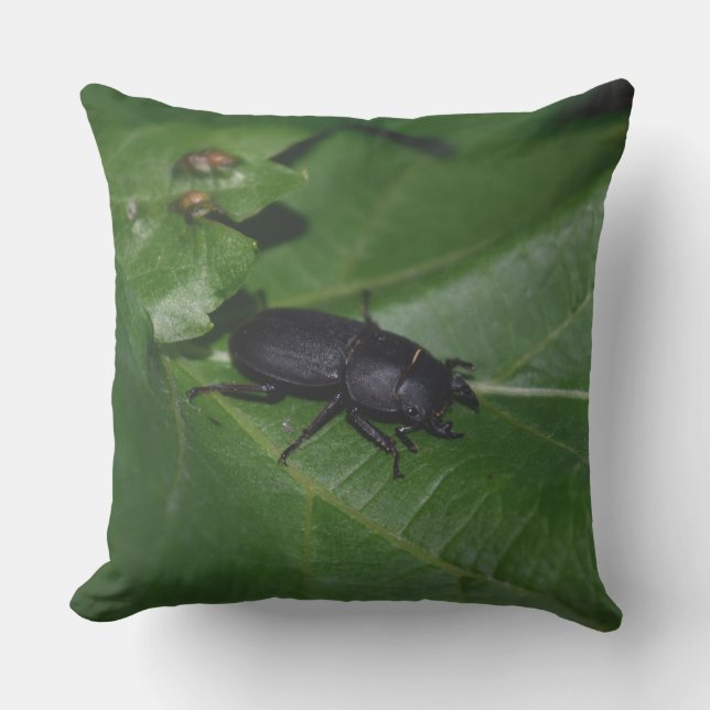 Dorcus parallelipipedus , den mindre stamskalbagge kudde (Framsida)
