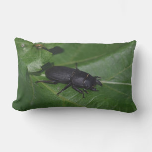 Dorcus parallelipipedus , den mindre stamskalbagge lumbarkudde