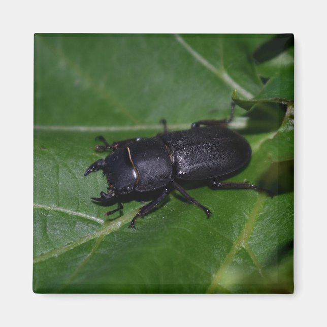 Dorcus parallelipipedus , den mindre stamskalbagge magnet (Framsidan)