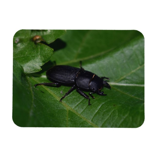 Dorcus parallelipipedus , den mindre stamskalbagge magnet (Horisontell)