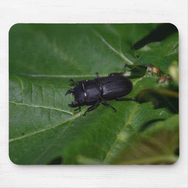 Dorcus parallelipipedus , den mindre stamskalbagge musmatta (Framsidan)