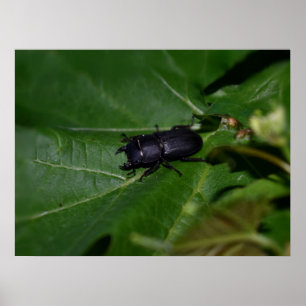 Dorcus parallelipipedus , den mindre stamskalbagge poster