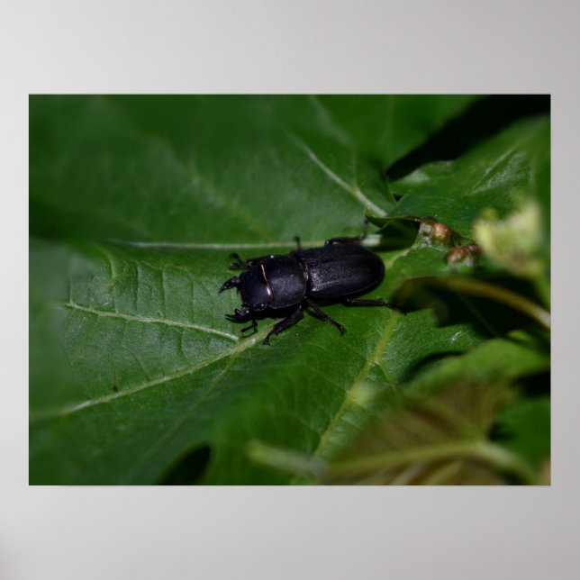 Dorcus parallelipipedus , den mindre stamskalbagge poster (Framsidan)