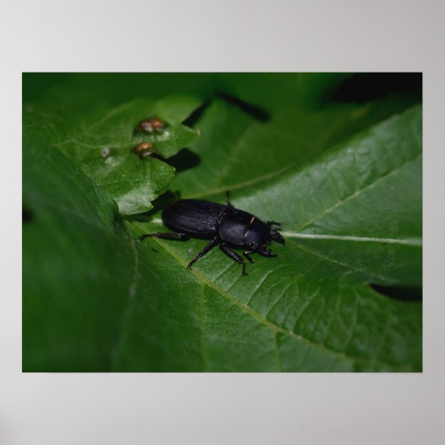 Dorcus parallelipipedus , den mindre stamskalbagge poster (Framsidan)