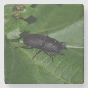 Dorcus parallelipipedus , den mindre stamskalbagge stenunderlägg