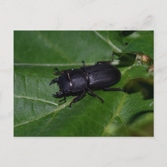 Dorcus parallelipipedus , den mindre stamskalbagge vykort (Framsida)