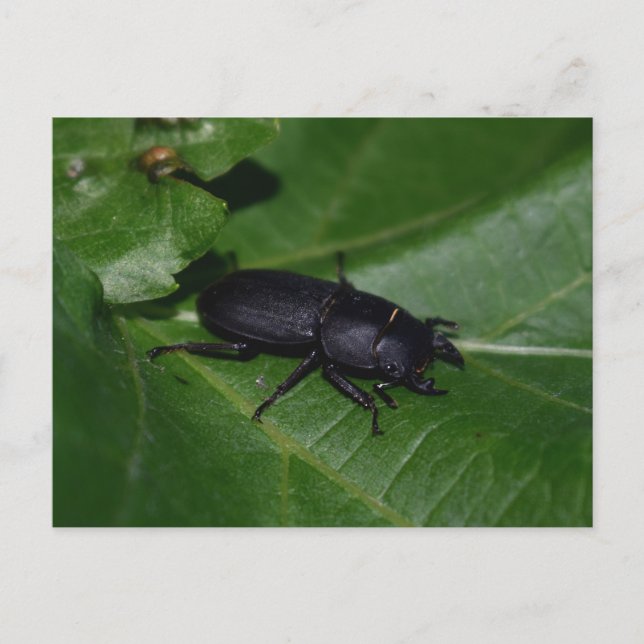 Dorcus parallelipipedus , den mindre stamskalbagge vykort (Framsida)