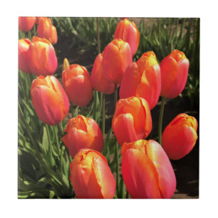 Dordogne Tulips, Oregon Kakelplatta