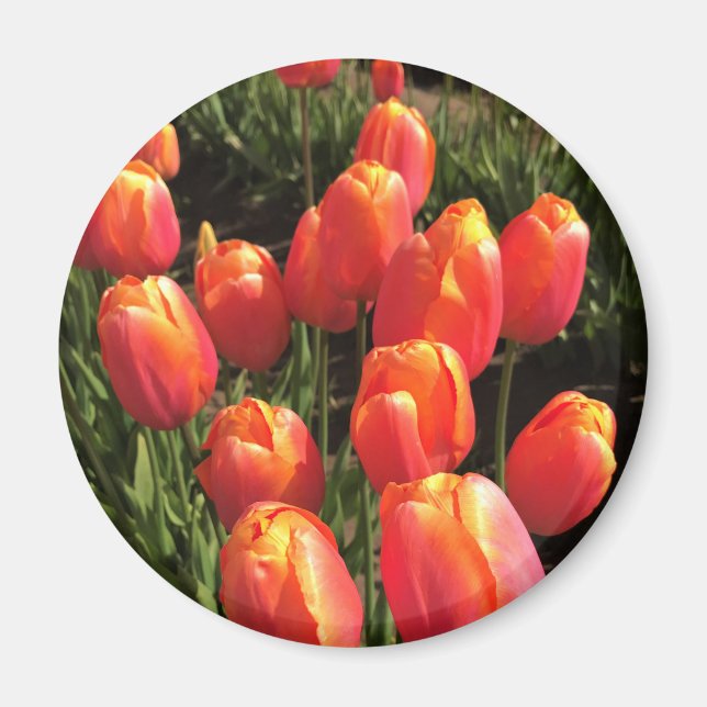 Dordogne Tulips, Oregon Magnet (Framsidan)