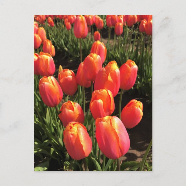 Dordogne Tulpaner, Oregon Vykort (Framsida)