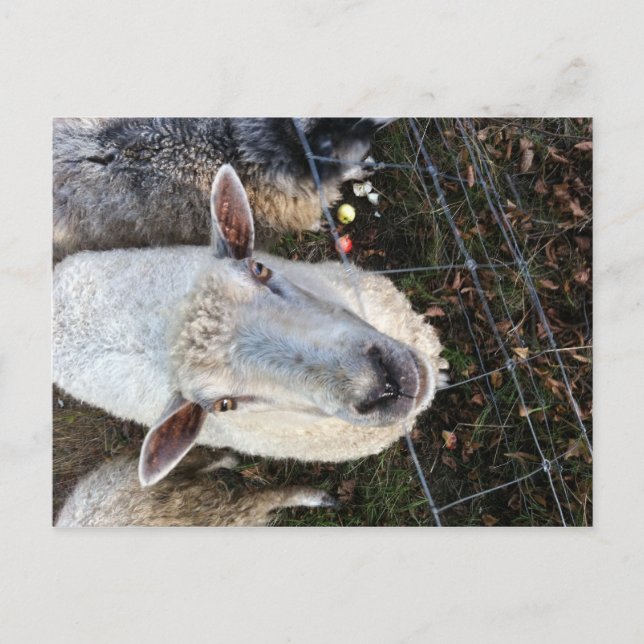 Doris får vykort (Framsida)