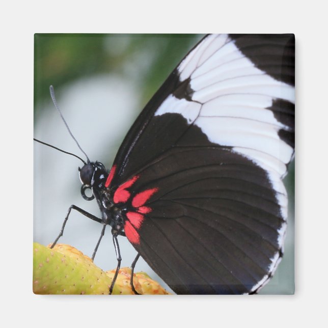 Doris Longwing Butterfly Magnet (Framsidan)