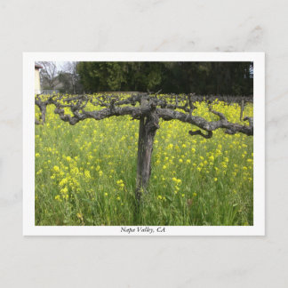 Dormant vine - Napa Valley Vykort