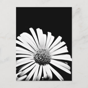 Doronicum-blommans vykort (svart och vitt)