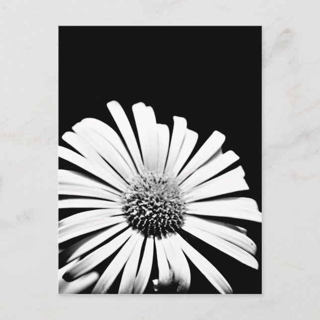 Doronicum-blommans vykort (svart och vitt) (Framsida)